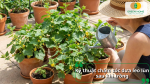 Kỹ thuật chăm sóc dưa leo lùn sau khi trồng gồm tưới nước, bón phân, làm giàn và phòng trừ sâu bệnh hiệu quả.