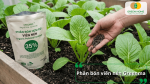 Phân bón viên nén Greenma hữu cơ giúp rau cải sinh trưởng khỏe mạnh