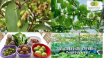 Lợi ích lâu dài của Trichoderma đối với cây ăn trái và rau màu
