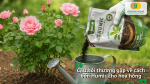 Giải đáp các câu hỏi thường gặp về cách bón Humic cho hoa hồng hiệu quả và đúng kỹ thuật.