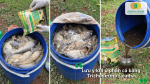Những lưu ý quan trọng khi ủ phân cá với Trichoderma để hạn chế hư hỏng, giảm mùi hôi và nâng cao chất lượng phân bón hữu cơ.
