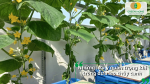 Dưa leo thủy canh ra hoa và đậu trái sai quả