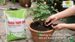 Những trường hợp không nên bón phân trùn quế cho hoa hồng để tránh ảnh hưởng cây.