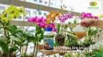 Những sai lầm khi bón đạm cá cho lan làm giảm hiệu quả và ảnh hưởng cây trồng.
