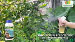 Những lưu ý khi tưới hoặc sử dụng phân đạm cá như pha đúng liều lượng, tưới vào thời điểm thích hợp và tránh sử dụng quá liều gây lãng phí.