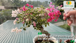Những sai lầm cần tránh khi bón phân gà cho hoa giấy