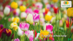 Ý nghĩa của hoa tulip với vẻ đẹp sang trọng, tình yêu và hạnh phúc viên mãn.