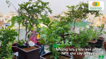 Những lưu ý quan trọng khi bón phân NPK cho cây ăn quả trồng chậu và cây ăn quả trong vườn.