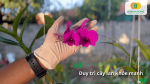 Hoa lan sau khi cắt cành được chăm sóc để duy trì cây khỏe mạnh.