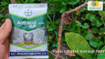 Thuốc trị nấm hồng cây mai Antracol 70WP.