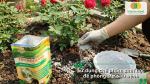Sử dụng chế phẩm sinh học Trichoderma để hỗ trợ phòng trừ sâu bệnh cho cây.
