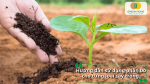 Hướng dẫn sử dụng phân bò ủ hoai cho cây trồng đúng liều lượng giúp cây bén rễ nhanh và sinh trưởng tốt.