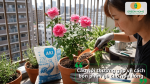 Câu hỏi thường gặp về cách bón phân gà cho hoa hồng và kỹ thuật chăm sóc cây đúng cách.