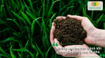 Những sai lầm cần tránh khi chọn đất trồng rau tại nhà để hạn chế ảnh hưởng đến sự phát triển của cây.
