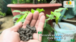 Rủi ro khi sử dụng phân gà chưa qua xử lý đối với cây trồng và đất canh tác.