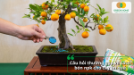 Hướng dẫn bón NPK cho cây ăn quả qua hình ảnh cây quýt trồng chậu đang được rải phân dạng hạt quanh gốc.