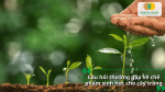 Cây trồng được tưới nước và chăm sóc bằng chế phẩm sinh học.