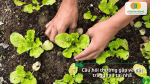 Câu hỏi thường gặp về đất trồng rau tại nhà và cách lựa chọn loại đất phù hợp cho từng loại rau.