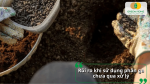 Rủi ro khi sử dụng phân gà chưa qua xử lý đối với cây trồng và đất canh tác.