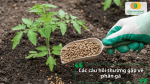 Bón phân gà viên nén cho cây giúp bổ sung dinh dưỡng và thúc đẩy sinh trưởng.
