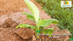 Đất trồng bị chai cứng sau nhiều vụ canh tác cần được cải tạo.