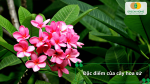 Hoa sứ nở rực rỡ với những đặc điểm nổi bật của cây hoa sứ.