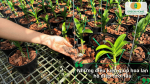 Chậu lan được chăm sóc đúng điều kiện giúp hoa tươi lâu.
