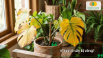 Cây trồng trong chậu có nhiều lá chuyển vàng, biểu hiện thường gặp khi cây gặp vấn đề về chăm sóc.
