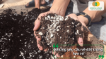Hỗn hợp đất trồng hoa sứ tơi xốp với đất hữu cơ và đá perlite.