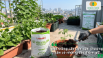 Đất hữu cơ đa dụng Lavamix được sử dụng để trồng cây trong chậu trên sân thượng.