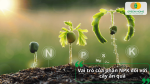 Vai trò của phân NPK đối với cây ăn quả qua từng giai đoạn phát triển từ cây con đến khi hình thành trái.