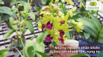 Hoa lan vàng đang nở đẹp và được chăm sóc để hạn chế nhanh tàn, rụng nụ.