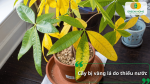 Cây bị vàng lá, héo rũ do thiếu nước và không được cung cấp đủ độ ẩm.