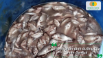 Thành phần dinh dưỡng có trong phân đạm cá hữu cơ cho cây trồng.