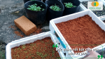 Đặc điểm nổi bật của viên nén xơ dừa là nhẹ, tơi xốp, giữ ẩm tốt và phù hợp làm giá thể trồng cây.