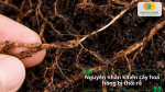 Nguyên nhân khiến cây hoa hồng bị thối rễ do rễ bị tổn thương, đất ẩm và điều kiện giá thể không thông thoáng.