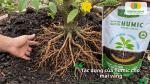 Tác dụng của Humic cho mai vàng giúp kích thích rễ phát triển, tăng khả năng hấp thu dinh dưỡng và hỗ trợ cây sinh trưởng.