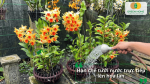 Tưới nước cho hoa lan đúng cách giúp hoa lâu tàn và cây khỏe mạnh.