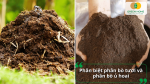 So sánh phân bò tươi và phân bò ủ hoai về màu sắc, kết cấu, độ an toàn và hiệu quả sử dụng cho cây trồng.