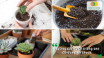 Hướng dẫn trồng sen đá đúng kỹ thuật với đất trồng cây tơi xốp và thoát nước tốt.