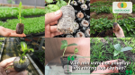 Viên nén ươm hạt phù hợp để ươm rau, hoa, cây ăn quả và nhiều loại cây giống khác.