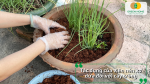 Viên nén xơ dừa giúp tạo giá thể tơi xốp, giữ ẩm và hỗ trợ cây trồng phát triển bộ rễ khỏe mạnh.