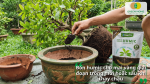 Bón Humic cho mai vàng giai đoạn trồng mới hoặc sau khi thay chậu giúp cây nhanh phục hồi và phát triển bộ rễ.