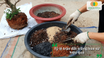 Người làm vườn phối trộn các loại giá thể để tạo đất trồng hoa sứ.
