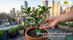 Hướng dẫn cách bón NPK cho cây ăn quả ở giai đoạn cây con bằng cách rải phân quanh vùng đất trồng.