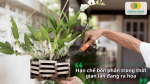 Cắt tỉa và chăm sóc lan đúng thời điểm để hoa nở bền lâu.