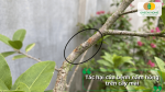 Cành mai bị tổn thương do bệnh nấm hồng gây ra.