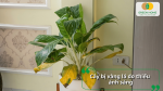 Cây trồng trong nhà có lá vàng do thiếu ánh sáng và điều kiện sinh trưởng không phù hợp.
