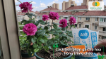 Hướng dẫn cách bón phân gà cho hoa hồng trồng ngoài đất, giúp cây sinh trưởng tốt và ra nhiều hoa.