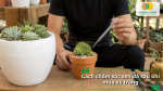 Cách chăm sóc sen đá sau khi mua về bằng cách tưới nước và bổ sung dinh dưỡng phù hợp.